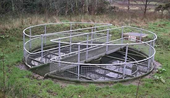 Spiral fish ladder with metal railings in a grassy outdoor setting, surrounded by trees and vegetation.